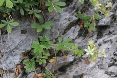 Potentilla caulescens