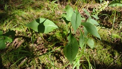 Solidago arguta