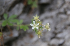 Potentilla caulescens
