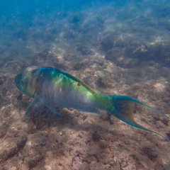 Scarus rubroviolaceus