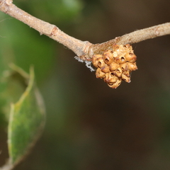 Callirhytis serricornis