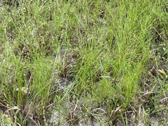 Scleria verticillata