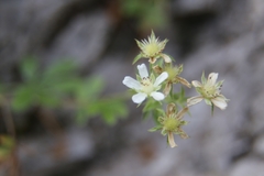 Potentilla caulescens