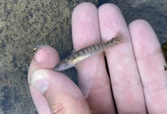 Etheostoma flabellare