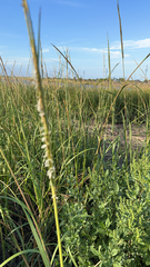 Sporobolus alterniflorus