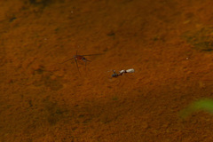 Camponotus cingulatus