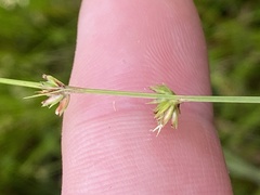 Scleria verticillata