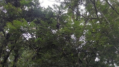 Lonchocarpus orizabensis