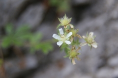 Potentilla caulescens