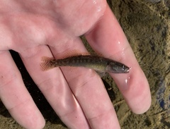 Etheostoma flabellare