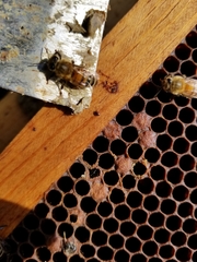 Varroa destructor