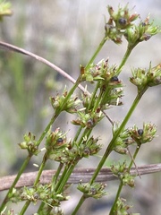 Scleria verticillata