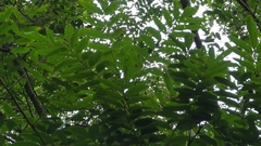 Lonchocarpus orizabensis