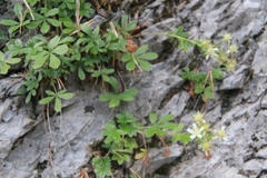 Potentilla caulescens