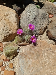 Mammillaria schumannii