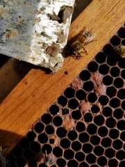 Varroa destructor