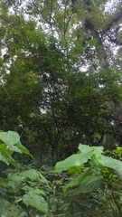 Lonchocarpus orizabensis