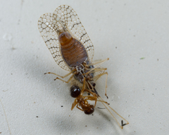 Nylanderia