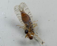 Nylanderia