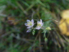 Spergularia purpurea