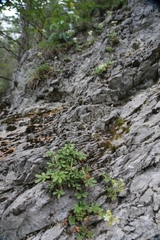 Potentilla caulescens