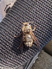 Dolichovespula maculata