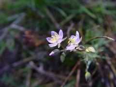 Spergularia purpurea