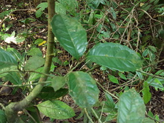 Streblus ilicifolius