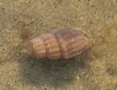 Ilyanassa trivittata