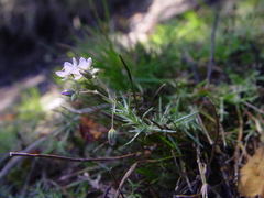 Spergularia purpurea