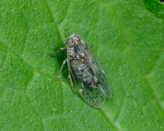 Melanoliarus aridus