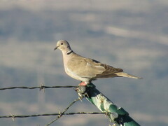 Streptopelia decaocto