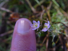 Spergularia purpurea