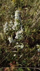 Symphyotrichum urophyllum