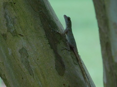 Anolis distichus