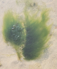 Ulva intestinalis