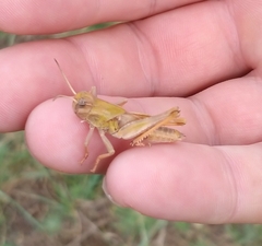 Locusta migratoria