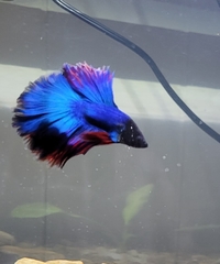 Betta splendens