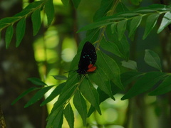 Eumaeus atala