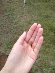 Locusta migratoria
