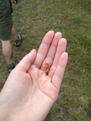 Locusta migratoria