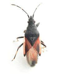 Oxycarenus lavaterae