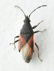 Oxycarenus lavaterae