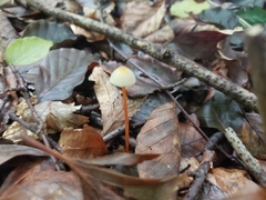 Mycena crocata
