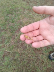 Locusta migratoria