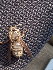 Dolichovespula maculata