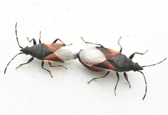 Oxycarenus lavaterae