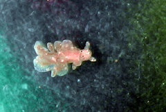 Hermaea evelinemarcusae