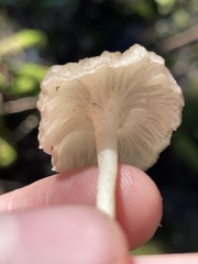 Craterellus tubaeformis