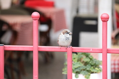 Passer domesticus